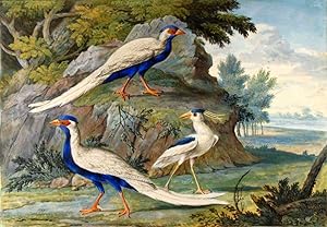 Two Silver Pheasants and a Black-crowned Night Heron in a landscape.