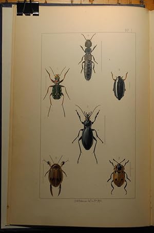 Seller image for British Insects, a familiar description of the form, structure, habits and transformations of insects for sale by ecbooks