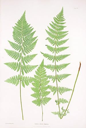 Seller image for Lastrea cristata uliginosa [Marshy Crested Wood Fern] for sale by Donald A. Heald Rare Books (ABAA)