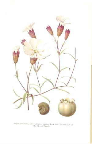 Seller image for The Bladder Campions (Silene maritima and S. vulgaris) for sale by CHARLES BOSSOM