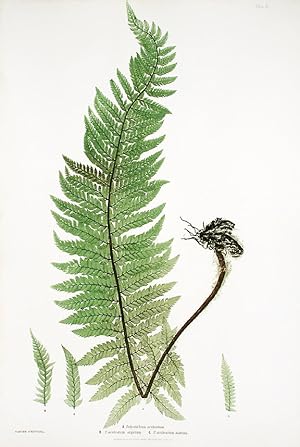 Seller image for Polystichum aculeatum [Hard Shield Fern]; P.aculeatum argutum [Hard Shield Fern]; P.aculeatum alatum [Hard Shield Fern] for sale by Donald A. Heald Rare Books (ABAA)