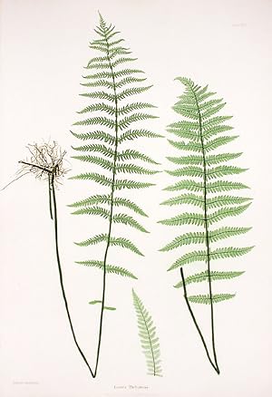 Seller image for Lastrea Thelypteris [Marsh Fern] for sale by Donald A. Heald Rare Books (ABAA)