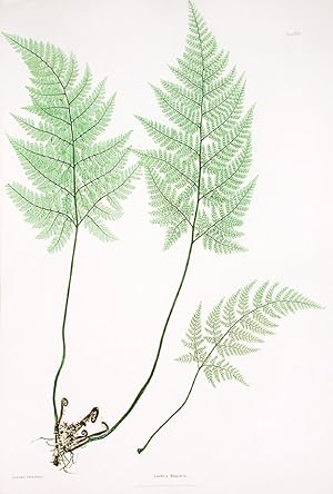 Seller image for Lastrea foenisecii [Hay-scented, or Concave Prickly-toothed Buckler Fern] for sale by Donald A. Heald Rare Books (ABAA)