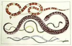 Snakes, TOMUS II, TABULA XXVII.