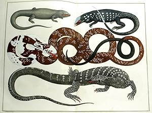 Reptiles, TOMUS II, TABULA CV.