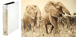 Imagen del vendedor de Stalking Big Game with a Camera in Equatorial Africa. With a Monograph on the Africa Elephant. a la venta por John Windle Antiquarian Bookseller, ABAA