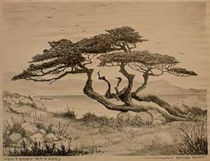 Monterey Cypress.