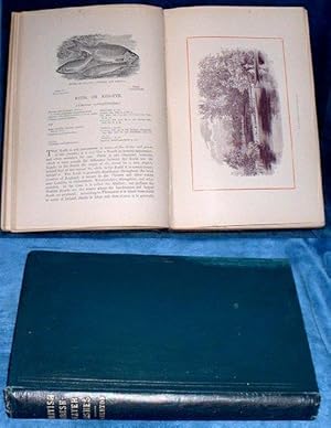 Image du vendeur pour BRITISH FRESH-WATER FISHES by the Rev. W. Houghton, M.A., F.L.S. Author of "Seaside Walks of a Naturalist, &c. Third edition illustrated with numerous engravings. mis en vente par Abbey Antiquarian Books