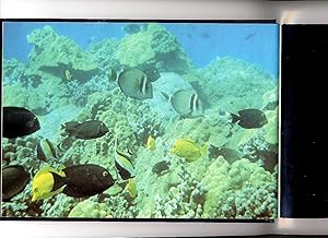 Seller image for Hawaiian Reef Animals for sale by Little Stour Books PBFA Member