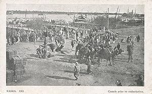 Basra : camels prior to embarkation.