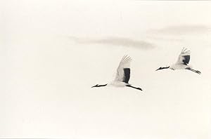 Seller image for Camille Solyagua: Twenty-One Red-Crowned Cranes and One Black Crow (One Picture Book #27), Limited Edition (with Print) for sale by Vincent Borrelli, Bookseller