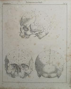 Darstellung des menschlichen Schädels von außen. Original - Lithographie (anonym), Blattgröße: 28...