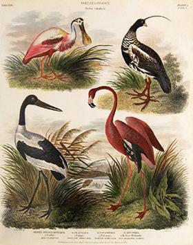 Bild des Verkufers fr Ornithology. Order Grallae. Pl 1. zum Verkauf von Peter Harrington.  ABA/ ILAB.