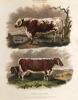 Bild des Verkufers fr Quadrupeds. Oxen. zum Verkauf von Peter Harrington.  ABA/ ILAB.