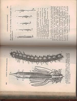 Imagen del vendedor de Insect Transformations a la venta por Barter Books Ltd