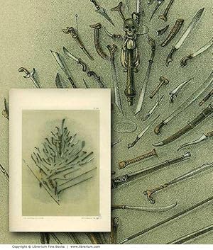 INDIGENOUS WEAPONS: Original 19th Century Tinted Lithograph Print.