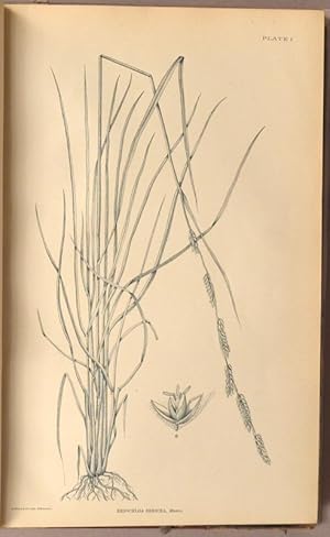 GRASSES OF THE SOUTHWEST