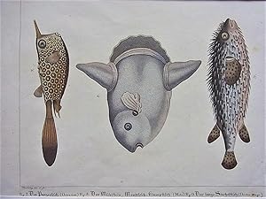 Imagen del vendedor de Der Panzerfisch. Der Mhlstein, Mondfisch, Klumpfisch .Der lange Stachelfisch. a la venta por Antiquariat Seidel & Richter