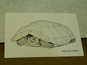 Imagen del vendedor de Turtle [art postcard] a la venta por Gil's Book Loft