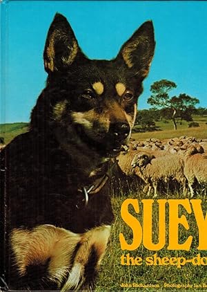 Suey the Sheep-Dog