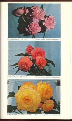 Seller image for Begonias, Gloxinias and African Violets. [Starting the Tubers; General Cultivation; Rex & Other Rhizomatous Sorts; Propagation; Exhibiting Begonias; Pests, Diseases & Disorders; Raising New Varieties; etc] for sale by Joseph Valles - Books