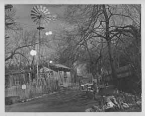 Daffodil Hill Shanty.