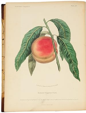 Bild des Verkufers fr The Orchardist's Companion a quarterly journal, devoted to the history, character, properties, modes of cultivation, and all other matters appertaining to the fruits of the United States, embellished with richly colored designs of the natural size, painted from the actual fruits when in their finest condition zum Verkauf von Donald A. Heald Rare Books (ABAA)