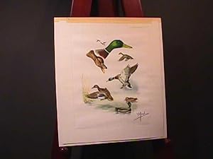 Mallards, Fine Original Etching //SIGNED BY BORIS RIAB//