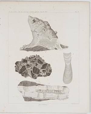 Bild des Verkufers fr ber die heteromorphen Zustnde der kohlensauren Kalkerde. zum Verkauf von Antiq. F.-D. Shn - Medicusbooks.Com