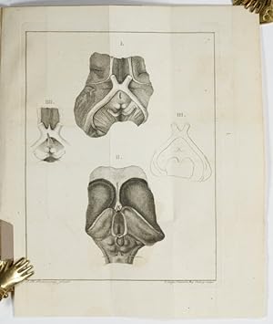 Imagen del vendedor de De decussatione nervorum opticorum / [Resp.:] Franc[iscus] Nic[olaus] Noethig in Academia Moguntina (14.) Maii 1786. a la venta por Antiq. F.-D. Shn - Medicusbooks.Com