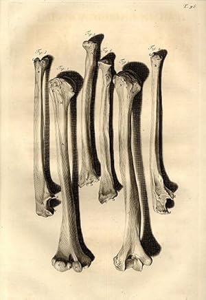 Bild des Verkufers fr Anat. corp. human., 96.Tab.: Presents the Bones of the Arms, together with the Two Bones of the Cubit. zum Verkauf von Antiq. F.-D. Shn - Medicusbooks.Com