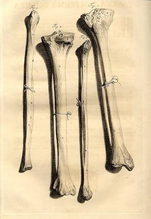 Bild des Verkufers fr Anat. corp. human., 104.Tab.: Shows the Fore-part of the Right Tibia, or Major Focile of the Leg. zum Verkauf von Antiq. F.-D. Shn - Medicusbooks.Com