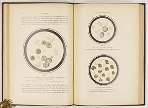 Seller image for Normale und pathologische Histologie des Blutes. for sale by Antiq. F.-D. Shn - Medicusbooks.Com