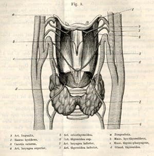 Bild des Verkufers fr Ueber Kehlkopfexstirpation. zum Verkauf von Antiq. F.-D. Shn - Medicusbooks.Com