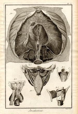 Imagen del vendedor de Le diaphragme & le larynx d'aprs Haller & Eustachi. a la venta por Antiq. F.-D. Shn - Medicusbooks.Com