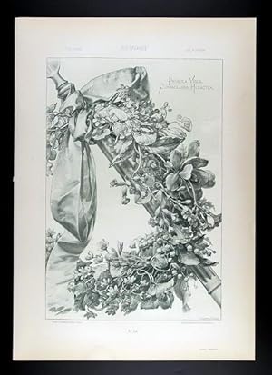 Primrose, Liverleaf, Violet, Lily of the Valley - Schlüsselblume, Leberblümchen, Veilchen, Maiglö...