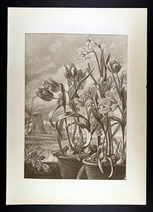 Tulip, Narcissus - Tulpe, Narcisse