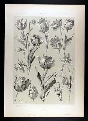 Saffron, Tulip, Narcissus - Safran, Tulpe & Narcisse II