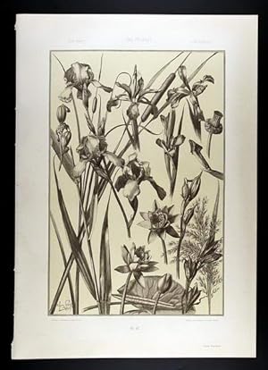 Iris, Water Lily, Bulrush - Schwertlilie, Wasserrose, Rohrkolben I