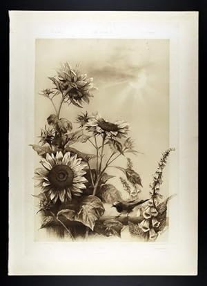 Sunflower, Digitalis - Sonnenblume, Fingerhut