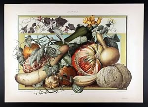 Bild des Verkufers fr Pumpkin, White Bryony - Krbis, Zaunrbe zum Verkauf von Antiquariat Stefan Wulf