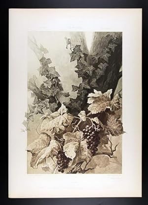 Grapewine, Ivy - Weinstock, Efeu