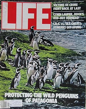 Life Magazine April 1984 -- Cover: Wild Penguins