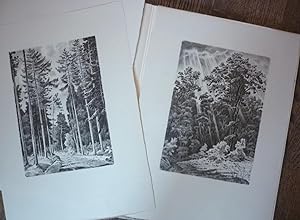 Wald und Baum. 12 Original-Lithographien.