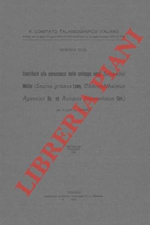 Contributo alla conoscenza dello sviluppo negli Scopelini Muller (Saurus grisetus Lowe, Chloropht...