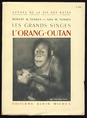 Les grands singes. L'orang-outan