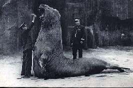 Image du vendeur pour Carte Postale Ancienne - 357 - Le repas de l'Elphant de mer. Musum National d'Histoire Naturelle. Parc Zoologique du Bois de Vincennes. Paris. Exposition Internationales PARIS 1937. mis en vente par JOIE DE LIRE