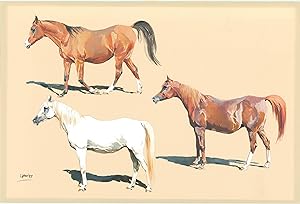 Portraits of three Arab mares Gold Roseifa, Russallka and Roxira.
