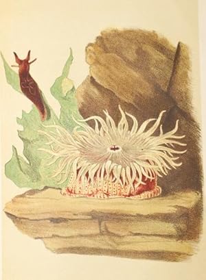 Image du vendeur pour A Manual of the Sea-Anemones Commonly Found on the English Coast mis en vente par White Fox Rare Books, ABAA/ILAB