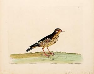 Bild des Verkufers fr The Pippit or Small Lark. Plate 44. zum Verkauf von Peter Harrington.  ABA/ ILAB.